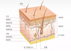 <b>從皮膚構(gòu)造，談?wù)勂つw管理的重要性，儀器配合更省心！</b>